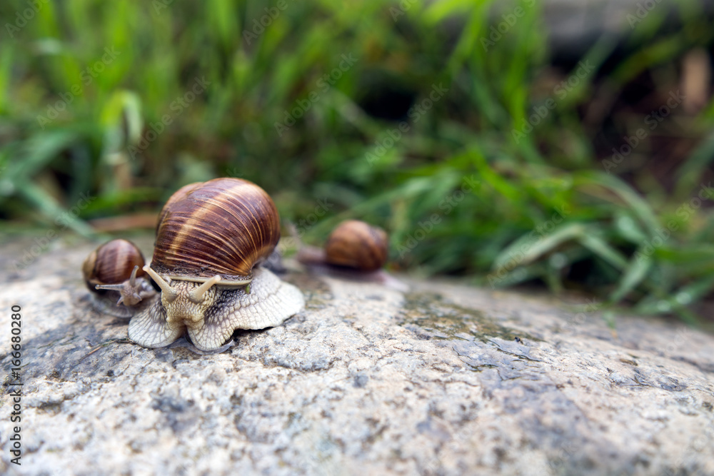 Female snail with shell with two small snails Female snail with shell with two small snails