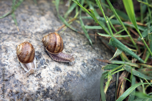 Two shell snails on the stone early in the morning
