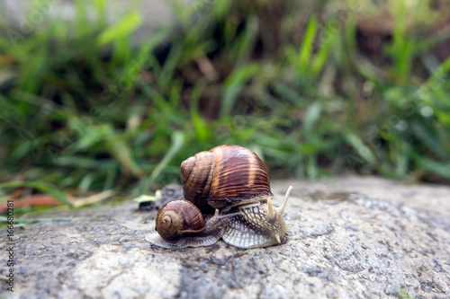 Female snail with small snail shell in nature in the morning
