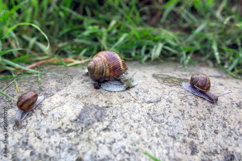 Snails to walk on the stone early in the morning