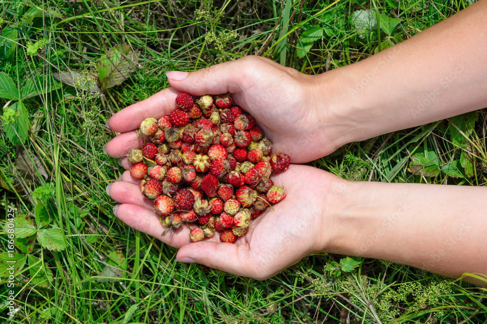 A handful of fresh strawberries A handful of fresh strawberries
