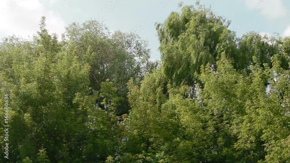 Windy trees Windy trees