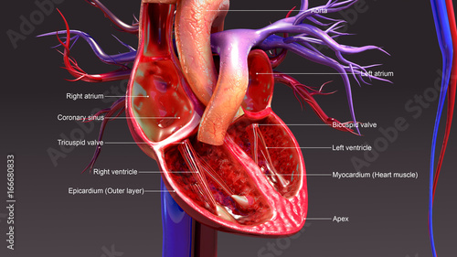 Heart_closeup