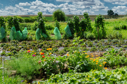 D, Bayern, Unterfranken, Landkreis Hassberge, Bauerngarten im Sommer photo