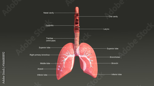 Lungs anatomy
