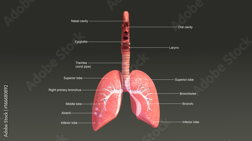 Lungs anatomy photo