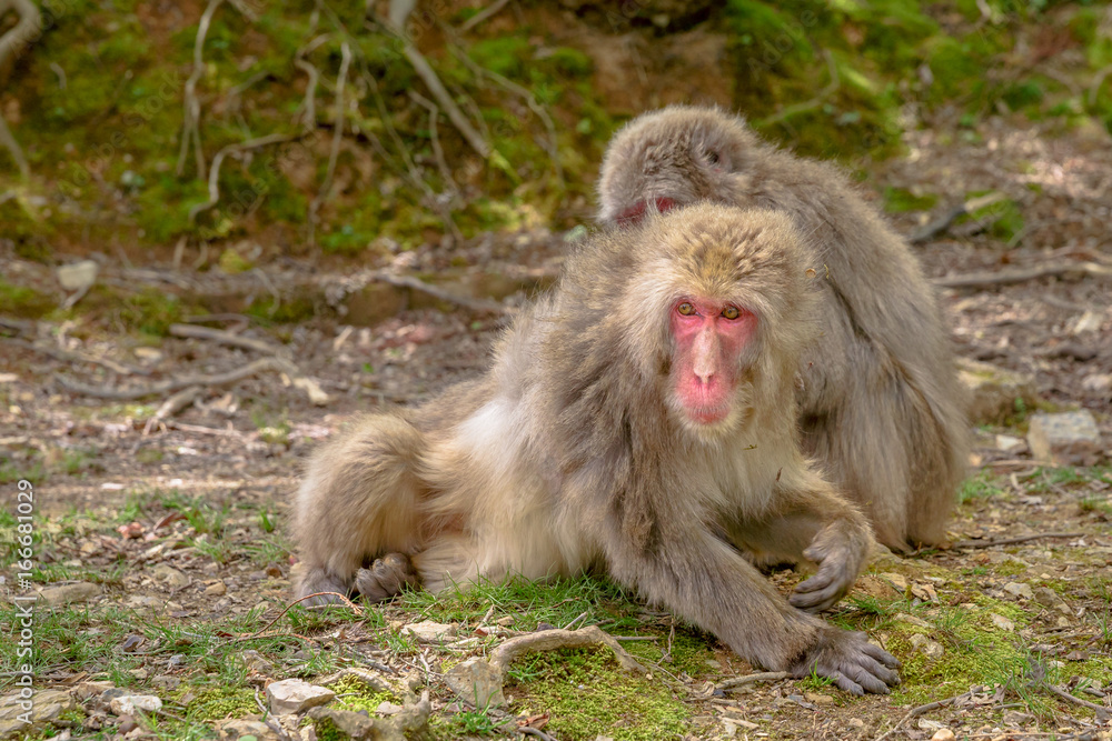 Japanese macaques grooming each other at Iwatayama Monkey Park of Arashiyama town in Kyoto prefecture, Japan. Macaca fuscata monkeys cleaning and removing bugs each other. Japanese macaques grooming each other at Iwatayama Monkey Park of Arashiyama town in Kyoto prefecture, Japan. Macaca fuscata monkeys cleaning and removing bugs each other.