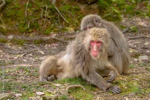 Japanese macaques grooming each other at Iwatayama Monkey Park of Arashiyama town in Kyoto prefecture  Japan. Macaca fuscata monkeys cleaning and removing bugs each other.
