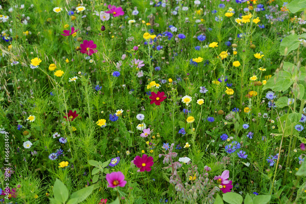 D, Bayern, Unterfranken, Landkreis Hassberge, Bauerngarten im Sommer mit blühenden Cosmea, Mohn udn Kornblumen