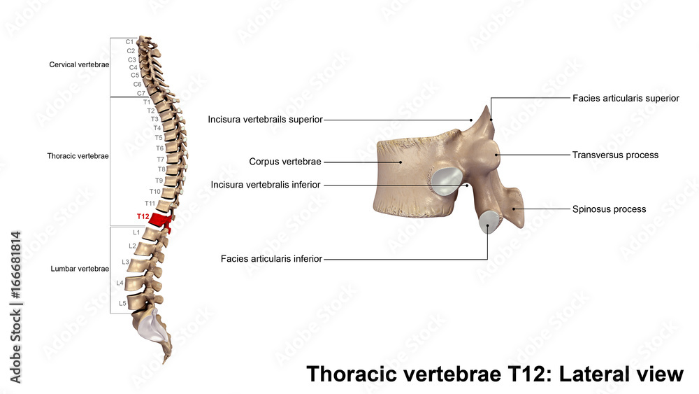 Thoracic vertebrae T12 Lateral view Stock Photo Adobe Stock