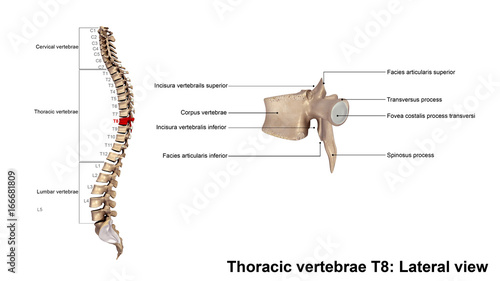 Thoracic vertebrae T8_Lateral view