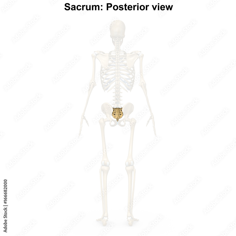 Sacrum_Posterior view Sacrum_Posterior view