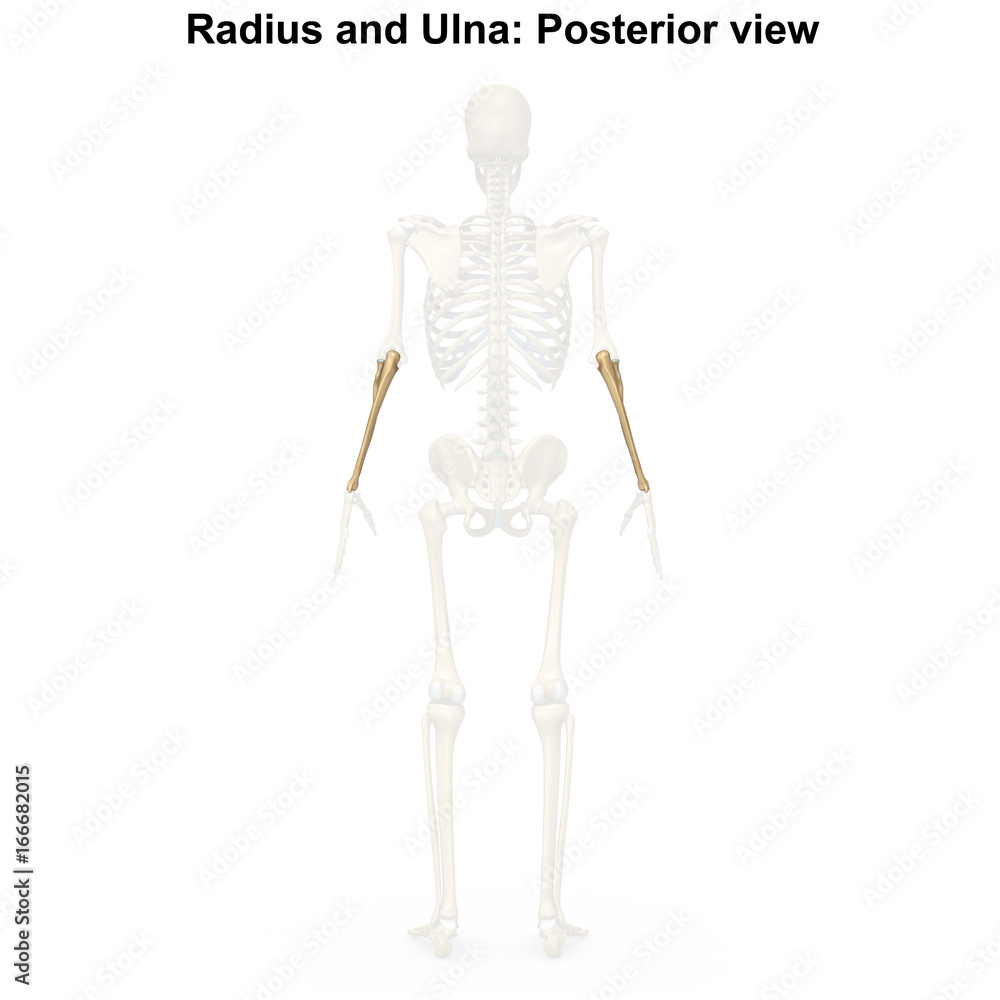 Radius and Ulna_Posterior view
