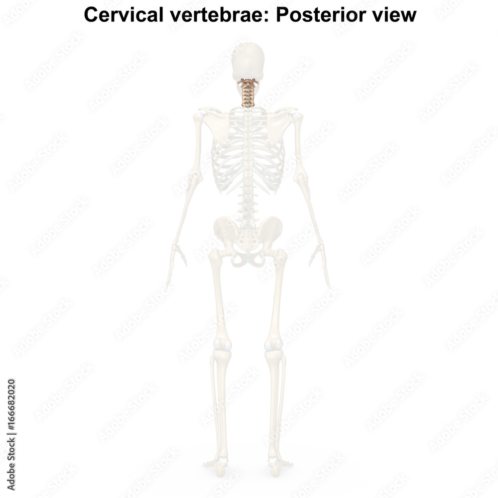 Cervical vertebrae_Posterior view