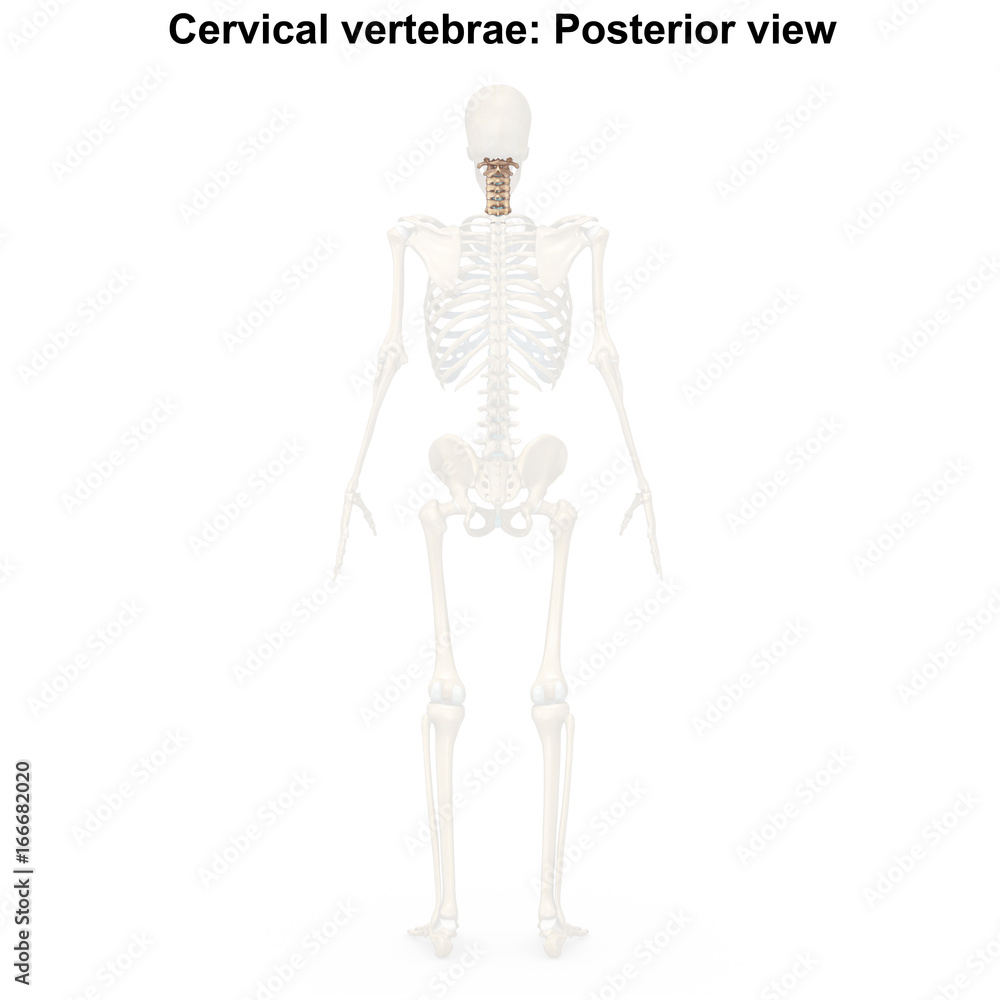 Cervical vertebrae_Posterior view Cervical vertebrae_Posterior view