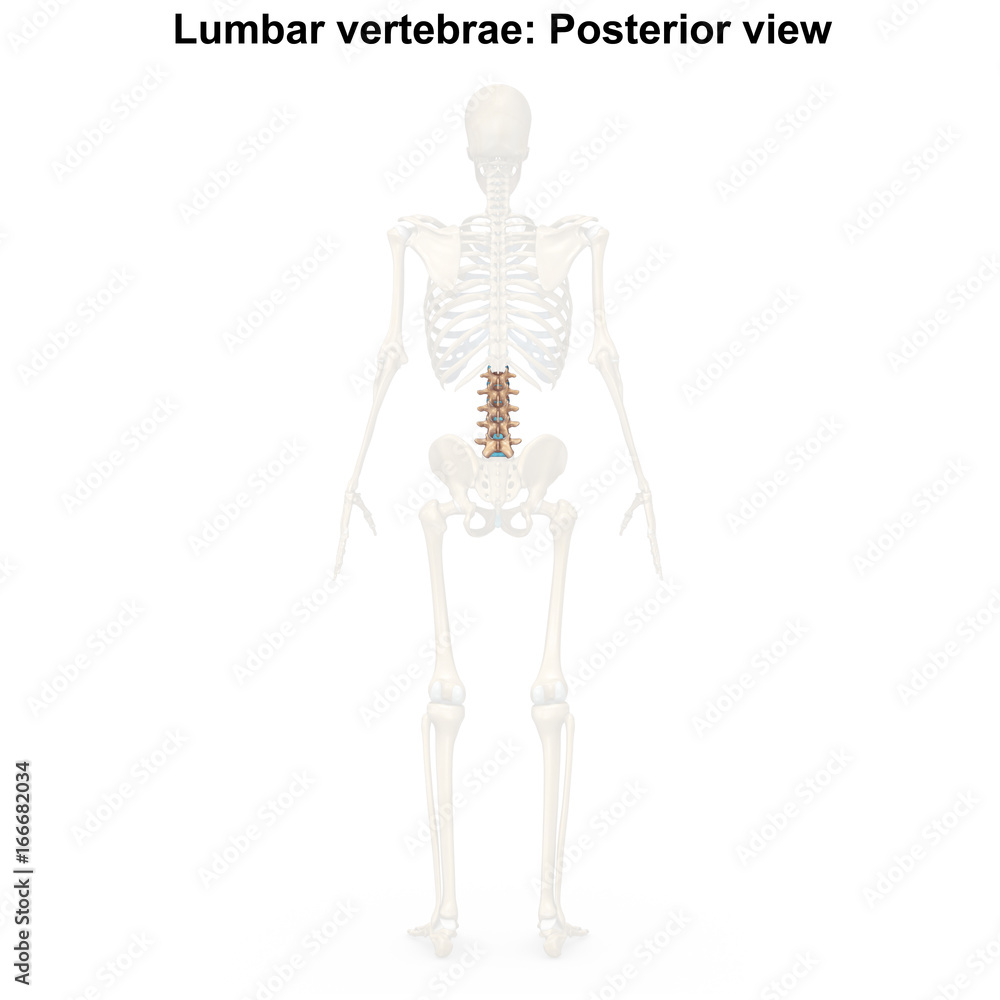 Lumbar vertebrae_Posterior view