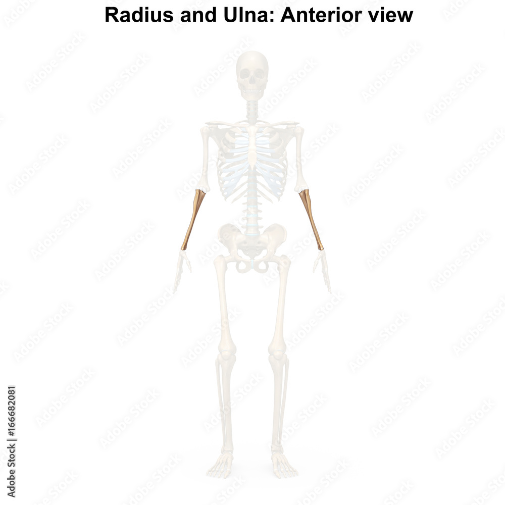 Radius and ulna_Anterior view