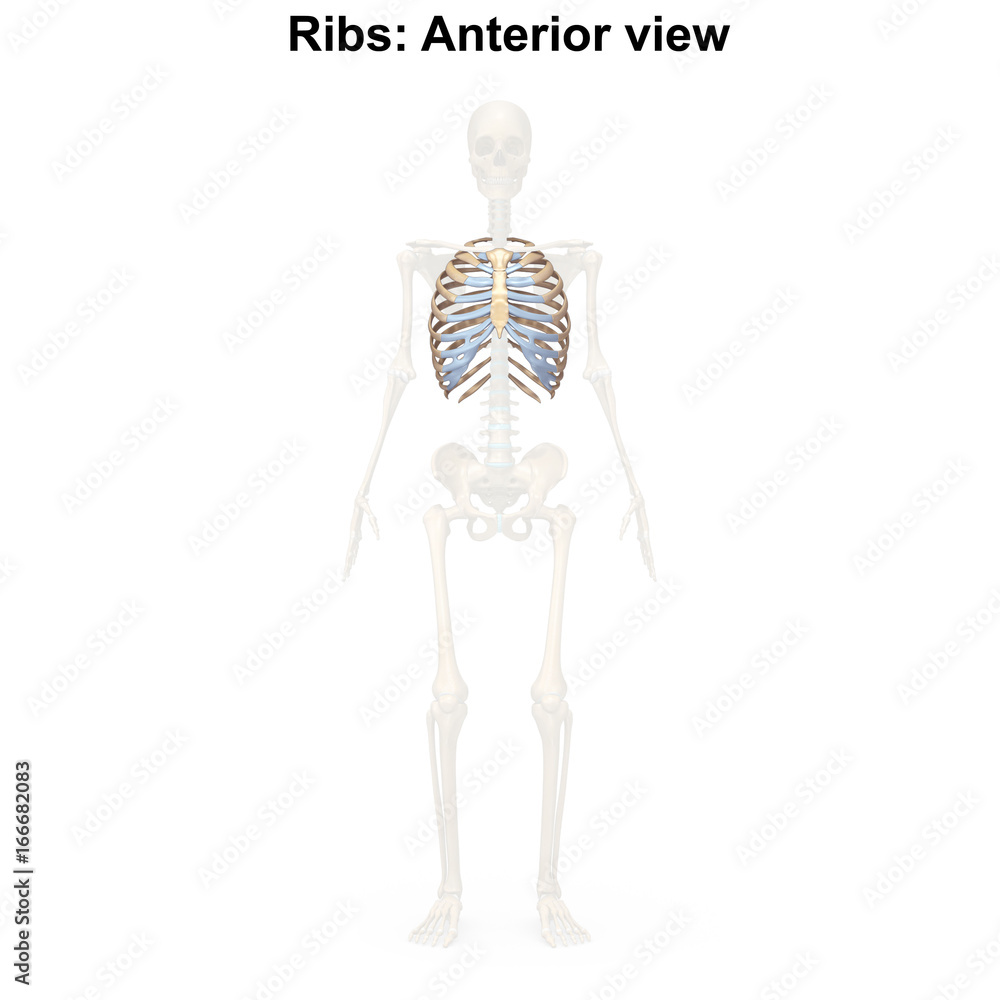 Ribs_Anterior view