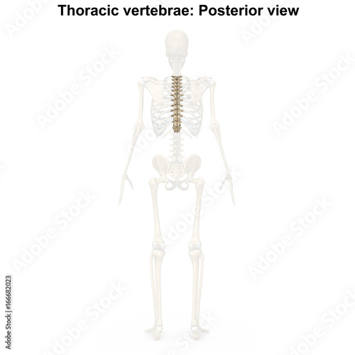 Thoracic vertebrae_Posterior view © 7activestudio