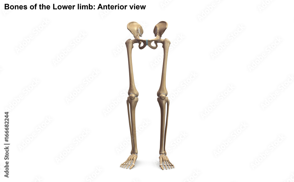 Lower limb_Anterior view Lower limb_Anterior view