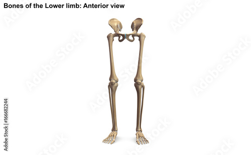 Lower limb_Anterior view