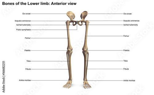 Lower limb_Anterior view