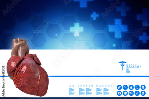 Photography 3d illustration of human body organ(heart anatomy)