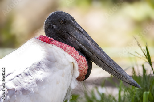 Jabiru photo