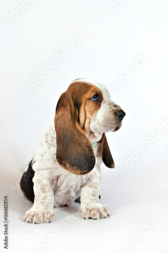 Pretty Basset hound puppy sits on a white background