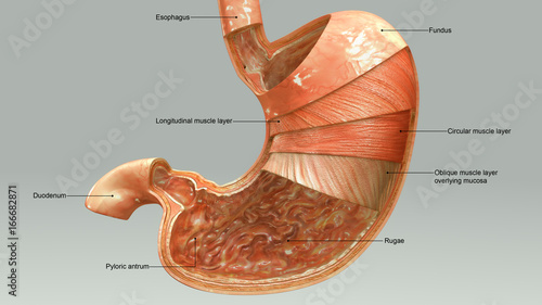 фотографія Stomach layers
