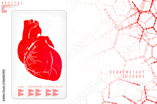 Photography 2d illustration of human body organ(heart anatomy)
