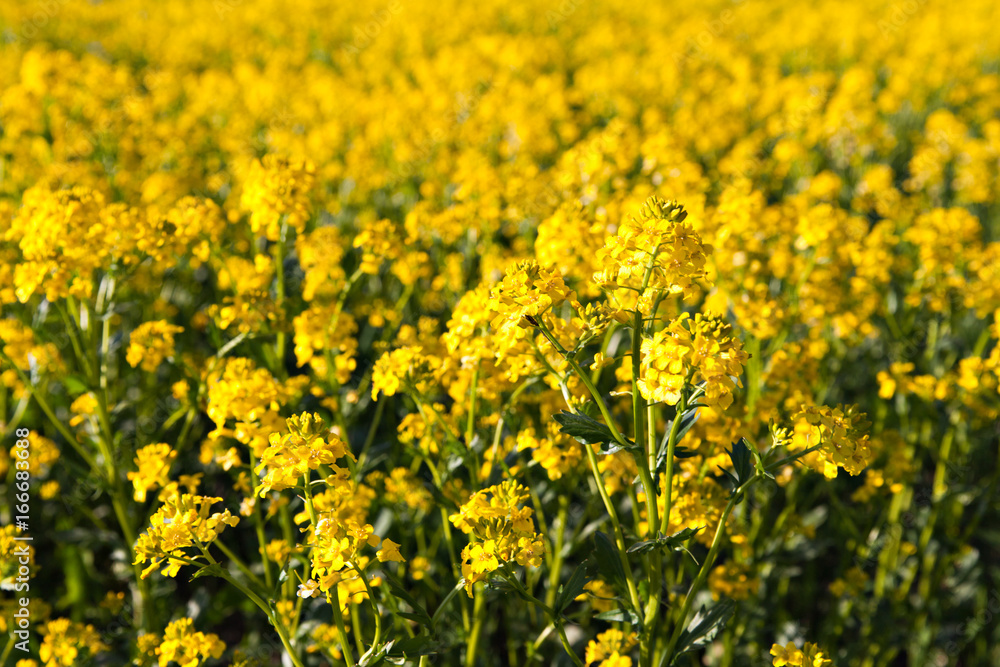 yellow flowers colza in the north of Russia yellow flowers colza in the north of Russia
