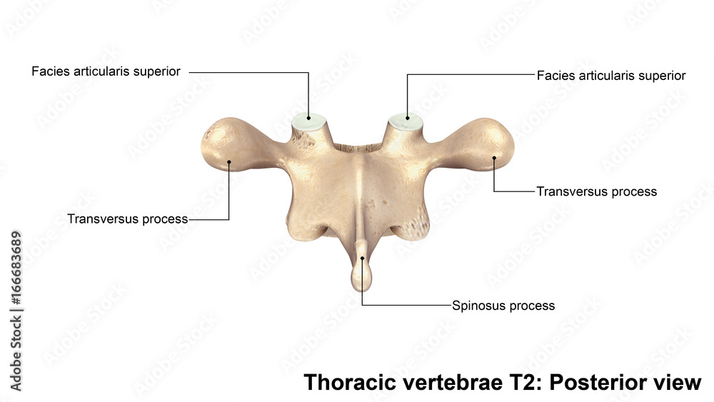 thoracic-vertebrae-t2-posterior-view-stock-illustration-adobe-stock