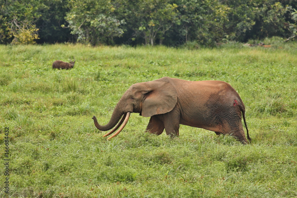 Fototapeta premium African forest elephant in the nature habitat of agreen meadow and water. The Elephant Forest,Loxodonta cyclotis is a small species of elephant living in the tropical rainforest of West Africa.