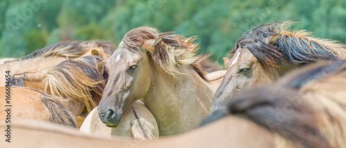 Fototapeta Naklejka Na Ścianę i Meble -  Feral horses in sunlight in a field  in summer