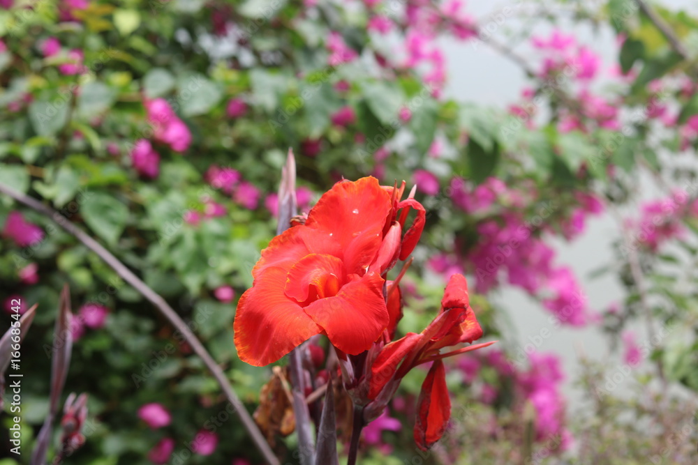 Naklejka premium Canna Plant