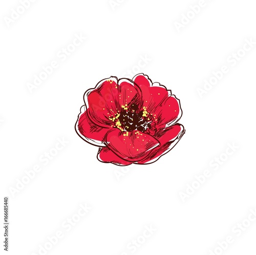 Poppy. Beautiful hand drawn poster of vector isolated herbs and flowers illustrations. Medical and organic beauty collection, Inspirational vector sketches for design and advertising