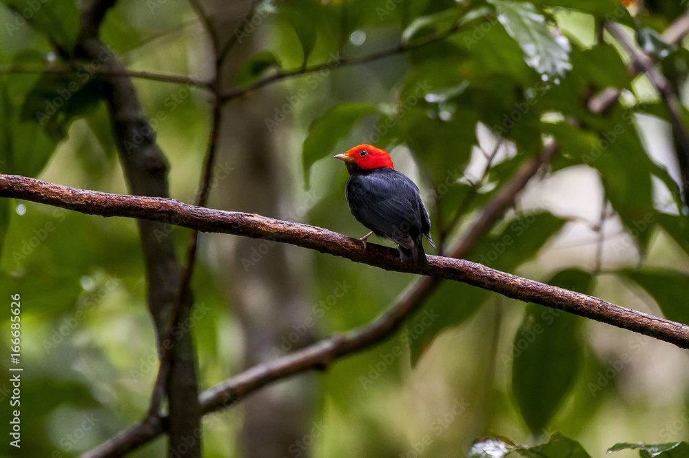Red-headed Manakin Red-headed Manakin