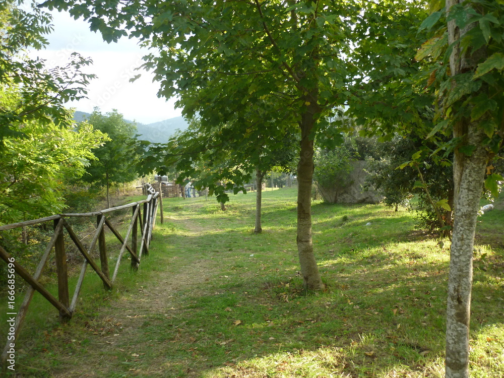 Sentiero nel bosco