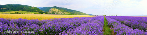Fototapeta Panorama u podnóża Bałkanów. Poziomy kwitnienia lawendy. W pobliżu Kazanlaka w Bułgarii gleba i klimat są doskonałe do uprawy lawendy.