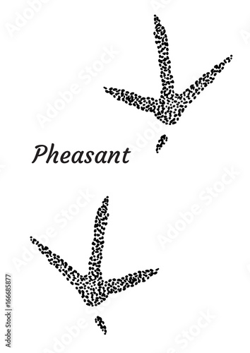 Pheasant footprint illustration, drawing, engraving, ink, line art, vector