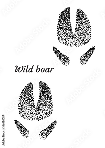 Wild boar footprint illustration, drawing, engraving, ink, line art, vector
