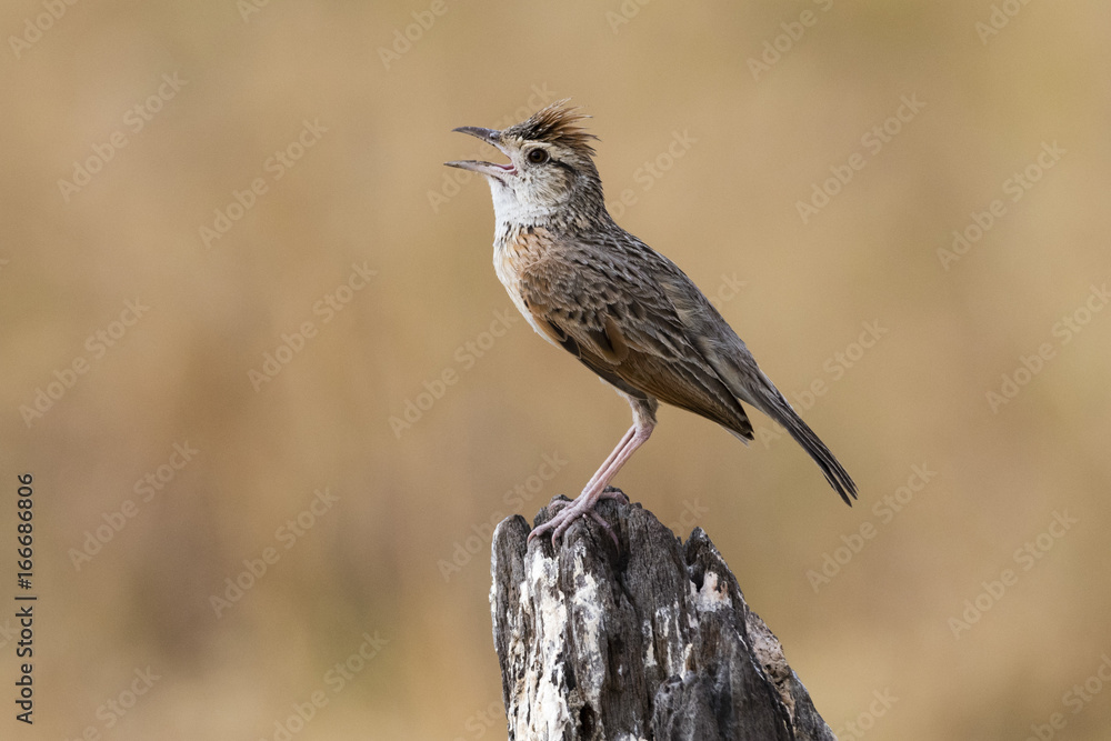 Rufous-naped lark (Mirafra africana), Savuti, Chobe National Park, Botswana Rufous-naped lark (Mirafra africana), Savuti, Chobe National Park, Botswana