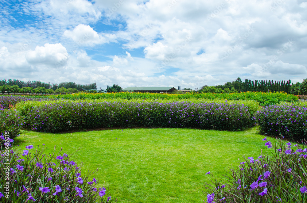 Obraz premium Landscape view flowers