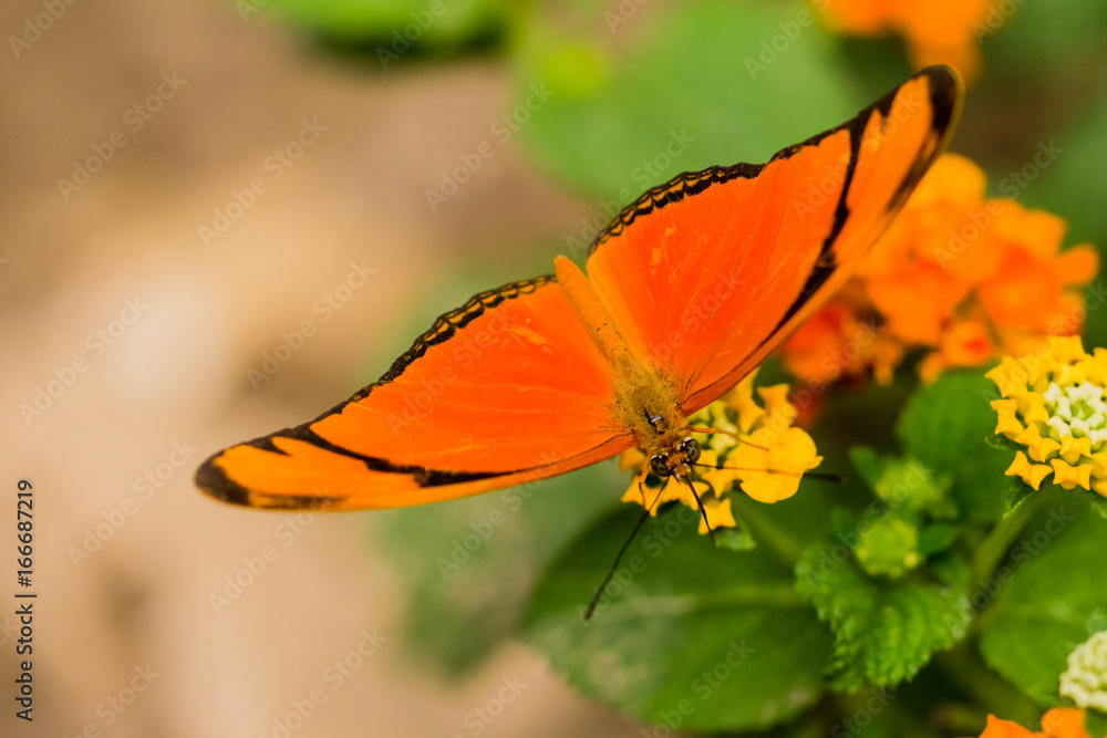 Obraz premium butterfly in closeup