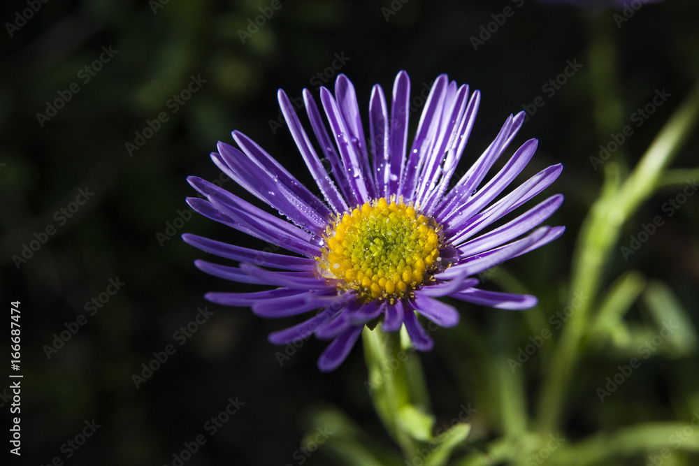 Obraz premium Purple garden aster
