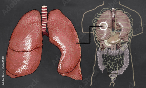 Lungs Anatomy Illustration with Torso photo