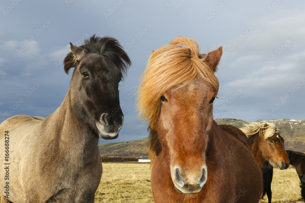 Portrait of two Iceland Ponies