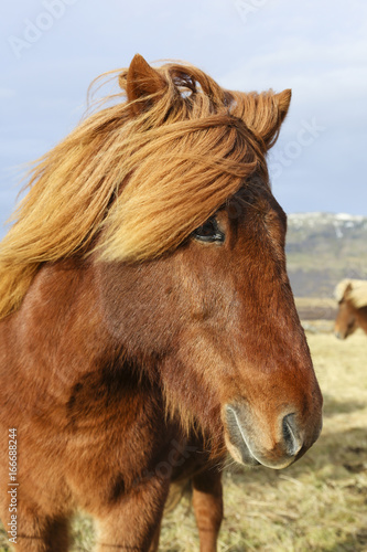 Portrait of an brown Iceland Pony