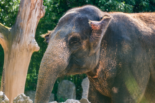 A happy Elephant smiling into the Camera for a portrait